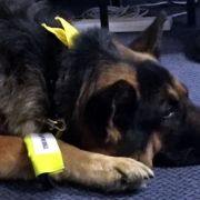 Bruno from Therapets- Relaxing on the floor