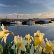 Scottish harbour with daffodils in the foreground, symbolising hope and community support.