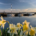 Scottish harbour with daffodils in the foreground, symbolising hope and community support.