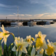 Scottish harbour with daffodils in the foreground, symbolising hope and community support.