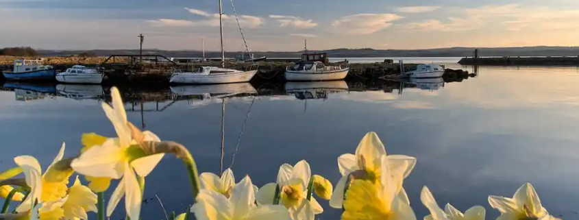 Scottish harbour with daffodils in the foreground, symbolising hope and community support.